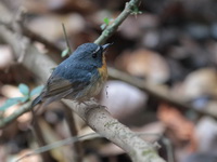 Snowy-browed Flycatcher - male  - Doi Inthanon NP