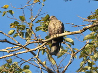 Speckled Wood Pigeon  - Doi Inthanon NP