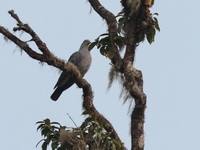 Speckled Wood Pigeon  - Doi Inthanon NP