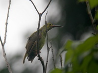 Spectacled Spiderhunter  - Thale Ban NP