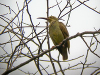 Spectacled Spiderhunter  - Khao Luang Krung Ching NP