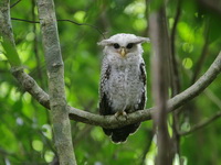 Spot-bellied Eagle-owl - juvenile  - Kaeng Krachan NP