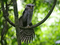 Spot-bellied Eagle-owl - juvenile  - Kaeng Krachan NP