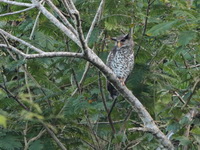 Spot-bellied Eagle-owl  - Doi Chiang Dao WS