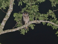 Spot-bellied Eagle-owl  - Baan Maka