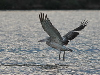 Spot-billed Pelican  - Phetchaburi