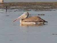 Spot-billed Pelican  - Phetchaburi