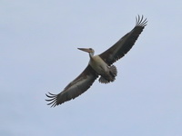 Spot-billed Pelican  - Khlong Thamru