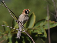 Spot-breasted Parrotbill  - Doi Lang