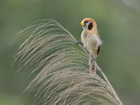Spot-breasted Parrotbill  - Doi Lang