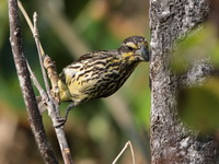 Spot-winged Grosbeak - juvenile  - Doi Pha Hom Pok NP