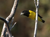 Spot-winged Grosbeak - male  - Doi Pha Hom Pok NP
