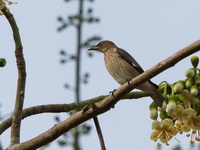 Spot-winged Starling - female  - Kaeng Krachan