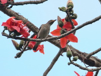 Spot-winged Starling - female  - Baan Maka