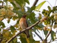 Spot-winged Starling - male  - Kaeng Krachan