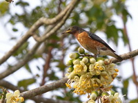 Spot-winged Starling - male  - Kaeng Krachan