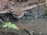 Spotted Bush-warbler  - Chiang Saen