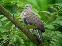 Spotted Dove - juvenile  - Phuket