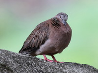 Spotted Dove  - Khao Luang Krung Ching NP