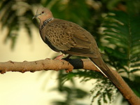 Spotted Dove  - Phuket
