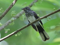 Spotted Fantail  - Bala