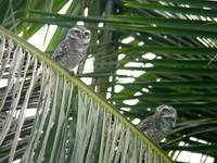 Spotted Owlet  - Chumphon