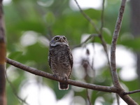 Spotted Owlet  - Wat Khao Luk Chang