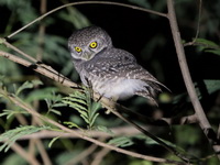 Spotted Owlet  - Kaeng Krachan NP