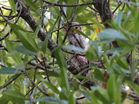 Spotted Wood Owl - juvenile  - Krabi mangroves