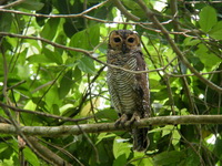 Spotted Wood Owl  - Krabi