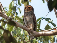 Spotted Wood Owl  - Phang Nga