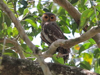 Spotted Wood Owl  - Thai Muang