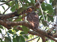 Spotted Wood Owl  - Thai Muang
