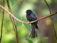 Square-tailed Drongo-Cuckoo  - Khao Luang Krung Ching NP