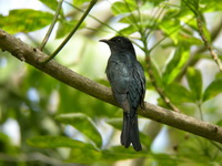 Square-tailed Drongo-Cuckoo  - Phuket