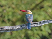 Stork-billed Kingfisher  - Khao Sok NP