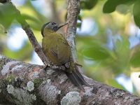 Streak-breasted Woodpecker - female  - Ao Phang Nga NP