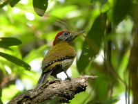 Streak-breasted Woodpecker - male  - Phang Nga Magrove Park