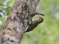Streak-breasted Woodpecker - male  - Ao Phang Nga NP