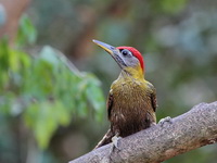 Streak-breasted Woodpecker - male  - Kaeng Krachan NP