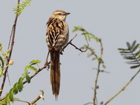 Striated Grassbird  - Bueng Boraphet