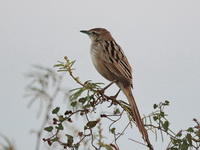 Striated Grassbird  - Bueng Boraphet