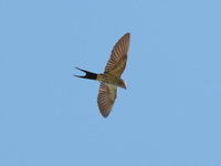 Striated Swallow  - Doi Ang Khang