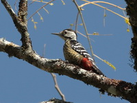 Stripe-breasted Woodpecker - female  - Doi Inthanon NP
