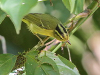 Sulpher-breasted Warbler  - Mae Wong NP