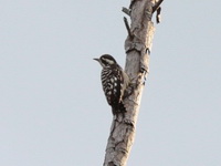 Sunda Pygmy Woodpecker - female  - Satun