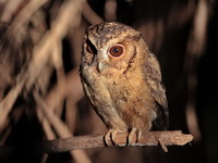 Sunda Scops Owl  - Khao Pra Bang Khram WS