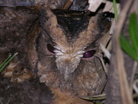 Sunda Scops Owl  - Phuket
