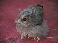 Sunda Scops Owl  - Phuket
