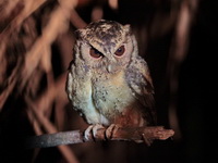 Sunda Scops Owl  - Khao Pra Bang Khram WS